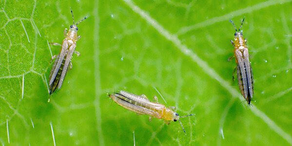 El mejor insecticida para trips